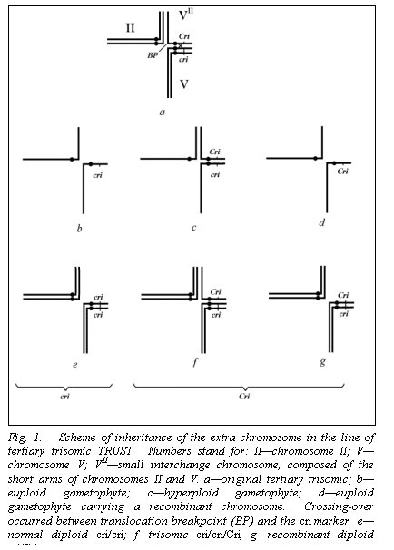 Text Box:  

Fig. 1.   Scheme of inheritance of the extra chromosome in the line of tertiary trisomic TRUST.  Numbers stand for: IIchromosome II; V chromosome V; VIIsmall interchange chromosome, composed of the short arms of chromosomes II and V. aoriginal tertiary trisomic; b euploid gametophyte; chyperploid gametophyte; deuploid gametophyte carrying a recombinant chromosome.  Crossing-over occurred between translocation breakpoint (BP) and the cri marker.  enormal diploid cri/cri; ftrisomic cri/cri/Cri, grecombinant diploid cri/Cri.
