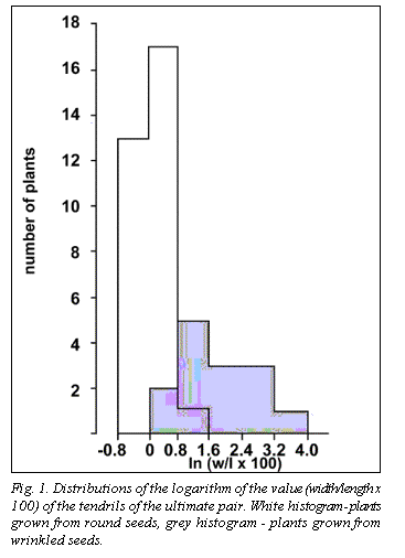 Text Box:  

Fig. 1. Distributions of the logarithm of the value (width/length x 100) of the tendrils of the ultimate pair. White histogram - plants grown from round seeds, grey histogram - plants grown from wrinkled seeds.
