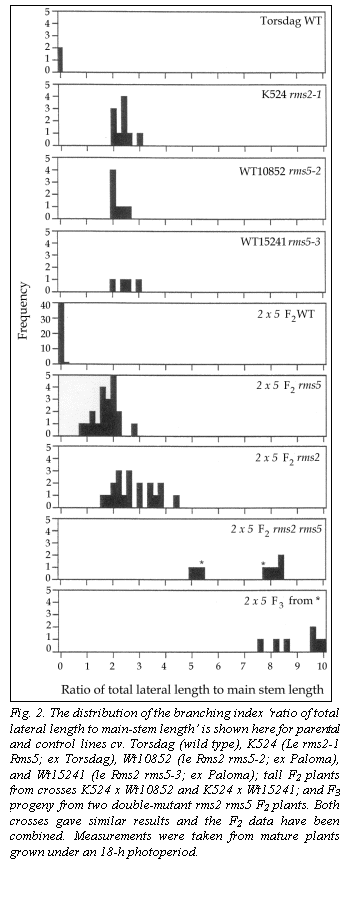 Text Box:  

Fig. 2. The distribution of the branching index ratio of total lateral length to main-stem length is shown here for parental and control lines cv. Torsdag (wild type), K524 (Le rms2-1 Rms5; ex Torsdag), Wt10852 (le Rms2 rms5-2; ex Paloma), and Wt15241 (le Rms2 rms5-3; ex Paloma); tall F2 plants from crosses K524 x Wt10852 and K524 x Wt15241; and F3 progeny from two double-mutant rms2 rms5 F2 plants. Both crosses gave similar results and the F2 data have been combined. Measurements were taken from mature plants grown under an 18-h photoperiod.
