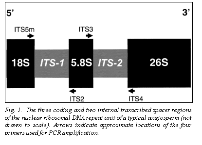 Text Box:  

Fig. 1.  The three coding and two internal transcribed spacer regions of the nuclear ribosomal DNA repeat unit of a typical angiosperm (not drawn to scale). Arrows indicate approximate locations of the four primers used for PCR amplification.
