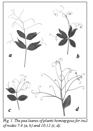 Text Box:  
Fig. 1. The pea leaves of plants homozygous for ins2 of nodes 7-8 (a, b) and 10-12 (c, d).
