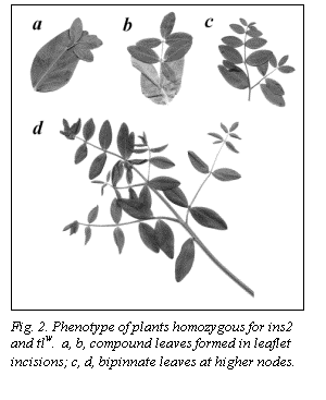 Text Box:  

Fig. 2. Phenotype of plants homozygous for ins2 and tlw.  a, b, compound leaves formed in leaflet incisions; c, d, bipinnate leaves at higher nodes.
