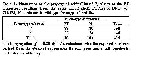 Подпись: Table 1. Phenotypes of the progeny of self-pollinated F1 plants of the FT phenotype, resulting from the cross Flat-2 (R/R, tl2/Tl2) X DRC (r/r, Tl2/Tl2). N stands for the wild-type phenotype of tendrils.

Phenotype of seeds	Phenotype of tendrils	Total
	FT	N	
R	88	80	168
r	22	24	46
Total	110	104	214

Joint segregation c2 = 0.30 (P~0.6), calculated with the expected numbers derived from the observed segregation for each gene and a null hypothesis of the absence of linkage.
