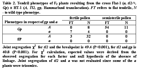 Подпись: Table 2. Tendril phenotypes of F2 plants resulting from the cross Flat-1 (a, tl2/+, Gp) x HT-1 (A, Tl2, gp, Hammarlund translocation). FT refers to flat tendrils, N - to wild-type phenotype.

Phenotypes in respect of gp and a	fertile pollen	semisterile pollen
	FT	N	FT	N
Gp	A	0	8	54	11
	a	7	4	0	0
gp	A	3	32	0	0
	a	0	0	0	0

Joint segregation c2  for tl2 and the breakpoint is 49.4 (P<0.001), for tl2 and gp is 40.8 (P<0.001). For c2 calculation, expected values were derived from the observed segregation for each factor and null hypothesis of the absence of linkage. Joint segregation of tl2 and a was not evaluated since some of the a plants were trisomics.
