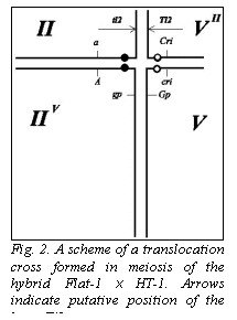 Подпись:  
Fig. 2. A scheme of a translocation cross formed in meiosis of the hybrid Flat-1 x HT-1. Arrows indicate putative position of the locus Tl2.
