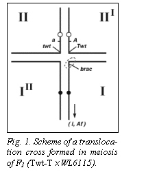 Подпись:  

Fig. 1. Scheme of a transloca-tion cross formed in meiosis of F1 (Twt-T x WL6115).
