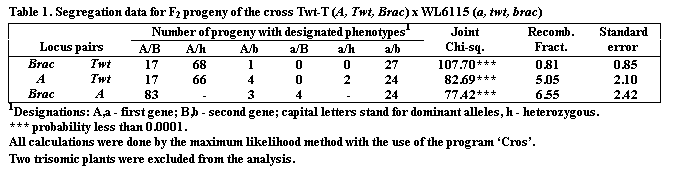 Подпись: Table 1. Segregation data for F2 progeny of the cross Twt-T (A, Twt, Brac) x WL6115 (a, twt, brac)

Locus pairs	Number of progeny with designated phenotypes1	JointChi-sq.	Recomb. Fract.	Standard error
	A/B	A/h	  A/b	a/B	a/h	a/b			
Brac	Twt	17	68	1	0	0	27	107.70***	0.81	0.85
A	Twt	17	66	4	0	2	24	82.69***	5.05	2.10
Brac	A	83	-	3	4	-	24	77.42***	6.55	2.42
1Designations: A,a - first gene; B,b - second gene; capital letters stand for dominant alleles, h - heterozygous.
*** probability less than 0.0001. 
All calculations were done by the maximum likelihood method with the use of the program Cros.
Two trisomic plants were excluded from the analysis.
