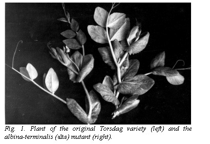 Подпись:  
Fig. 1. Plant of the original Torsdag variety (left) and the albina-terminalis (alts) mutant (right).
