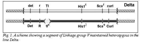 Подпись:  
Fig. 1. A scheme showing a segment of Linkage group V maintained heterozygous in the line Delta.
