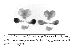 :  
Fig. 2. Dissected flowers of the stock SG plant, with the wild-type allele Adt (left), and an adt mutant (right)

