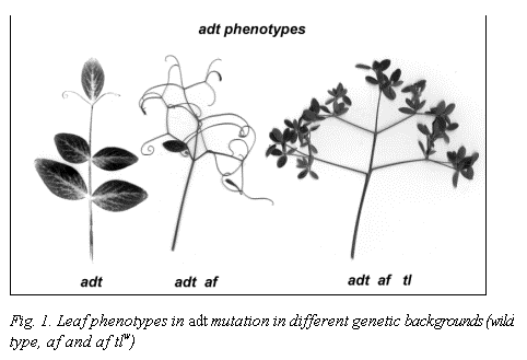:  

Fig. 1. Leaf phenotypes in adt mutation in different genetic backgrounds (wild type, af and af tlw)
