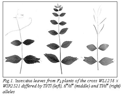 Подпись:  

Fig.1. Insecatus leaves from F2 plants of the cross WL1238 x WIR2521 differed by Tl/Tl (left), tlw/tlw (middle) and Tl/tlw (right) alleles
