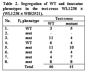 Подпись: Table 2. Segregation of WT and insecatus phenotypes in the test-cross WL1238 x (WL1238 x WIR2521).
No.	F1 phenotype	Test cross
		WT	mutant
1.	WT	3	5
2.	mut	-	-
3.	mut	11	4
4.	WT	6	4
5.	mut	11	10
6.	mut	4	4
7.	mut	4	7
8.	mut	8	8
	Total	46	41
			

