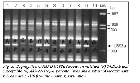 Подпись:  
Fig. 2.  Segregation of RAPD U693a (arrow) in resistant (R) 74SN3B and susceptible (S) A83-22-4(e)-A  parental lines and a subset of recombinant inbred lines (1-10) from the mapping population. 
