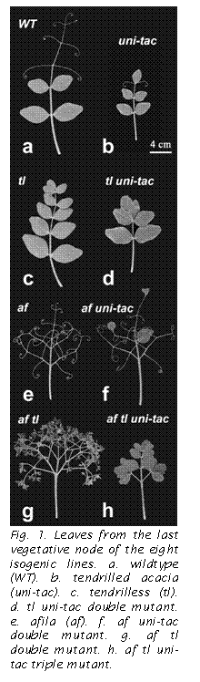 Text Box:  

Fig. 1. Leaves from the last vegetative node of the eight isogenic lines. a. wildtype (WT). b. tendrilled acacia (uni-tac). c. tendrilless (tl). d. tl uni-tac double mutant. e. afila (af). f. af uni-tac double mutant. g. af tl double mutant. h. af tl uni-tac triple mutant.

