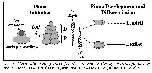 Text Box:  

Fig. 3. Model illustrating roles for Uni, Tl and Af during morphogenesis of the WT leaf.  D  distal pinna primordia, P  proximal pinna primordia.

