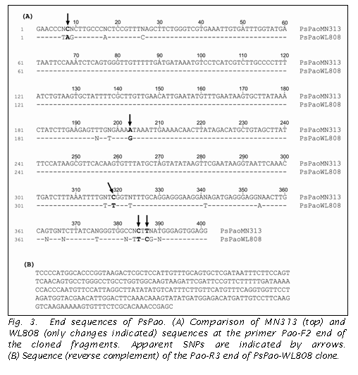 Text Box:  

Fig. 3.  End sequences of PsPao. (A) Comparison of MN313 (top) and WL808 (only changes indicated) sequences at the primer Pao-F2 end of the cloned fragments. Apparent SNPs are indicated by arrows. 
(B) Sequence (reverse complement) of the Pao-R3 end of PsPao-WL808 clone.
